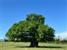 The oak tree at Nibley Green possibly marking the edge of the Wood from which Lord Berkeley's men attacked those belonging to Lord Lisle