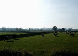 Cattle now graze on the site of the marsh. Looking south from Fenn Lanes to Stoke Golding.