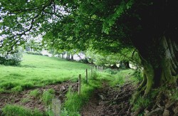 Ancient embanked hedgerow on southern slope of Freezing Hill (NGR: 372124,171141)