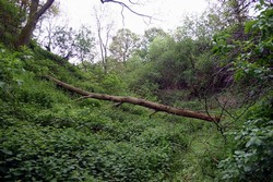 Looking south east up Red Gutter, showing how the narrow and steeply sided valley gives relatively easy access to and from the hilltop.