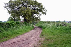 Looking north east along the Humber Lane as it enters the old enclosures around East Stoke village. Here it is a very deeply hollowed way, reflecting centuries of use as a major road from Newark to Nottingham.