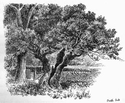 The Battle Oak at Mortimer's Cross in 1896