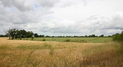 The decaying hedge which marks the boundary between Hatton Heath and the hedged enclosures beyond where the intial skirmishing took place.