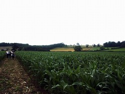 Looking south from close to Edgcote village to Edgcote Hill, across the plain identified by some as the location where the two armies clashed.