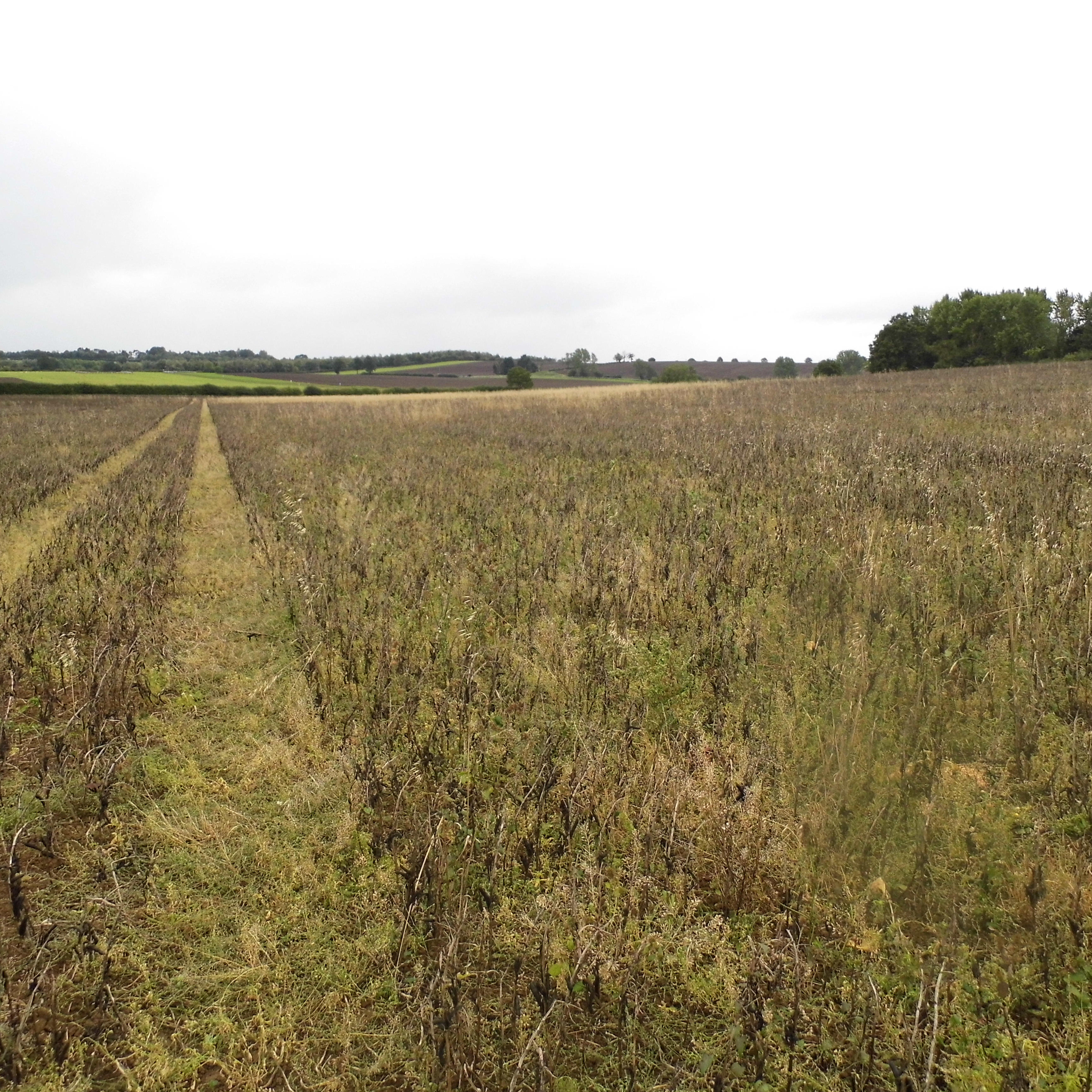 Edgcote battlefield Edgcote battlefield