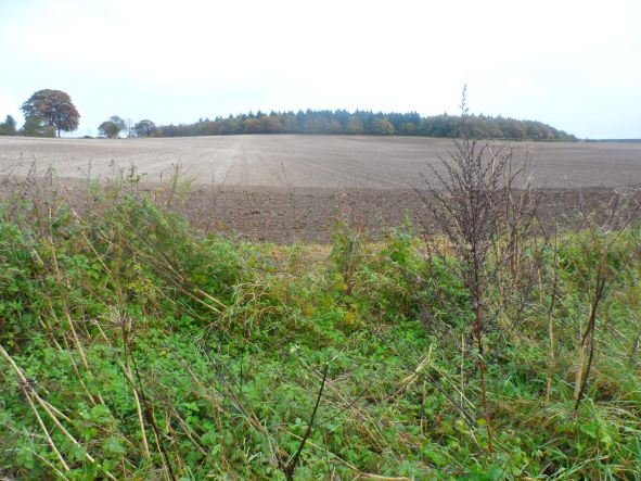 Cheriton Wood from Alresford Lane Cheriton Wood from Alresford Lane