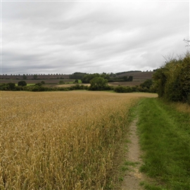 Edgcote battlefield