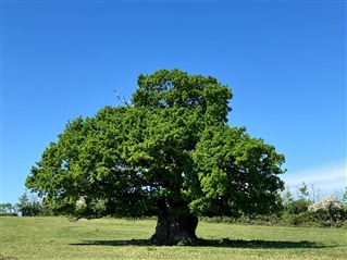 The oak tree at Nibley Green possibly marking the edge of the Wood from which Lord Berkeley's men attacked those belonging to Lord Lisle
