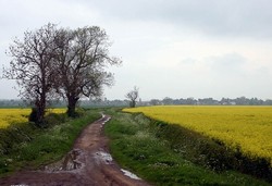 Looking north from the edge of the floodplain, along the lane to Fiskerton ford. This lane was laid out at Parliamentary Enclosure of the open fields of East Stoke in the 18th century.