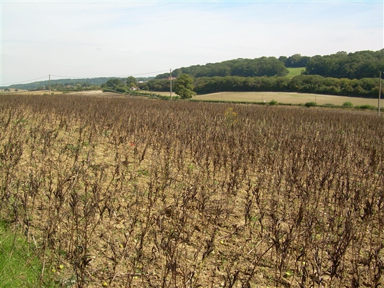 Clay Hill from the Curridge Bridal Way