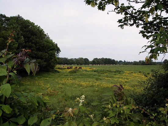 Meadow north of Powick bridge
